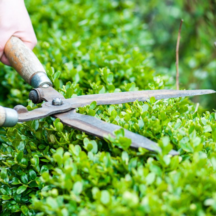 Lawn Care and Landscaping in King George, VA Lawn Care and Landscaping in King George, VA